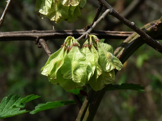 {Ulmus rubra}